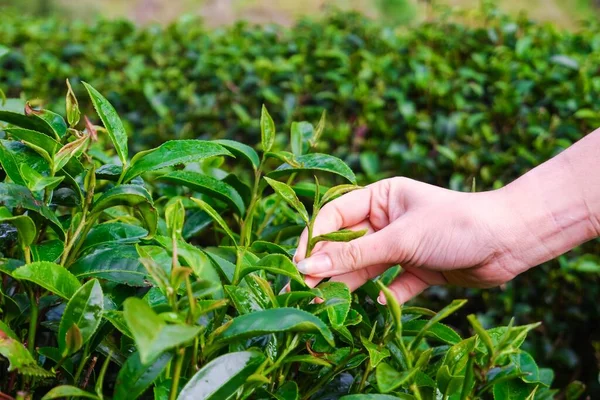 Close-up hand of woman picking top leaves of the green tea in tea farm