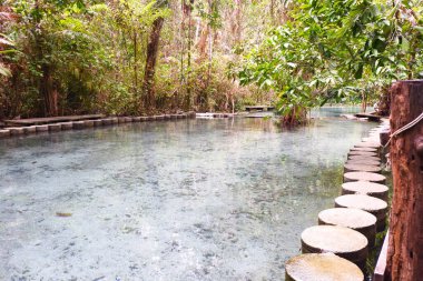 Surat 'taki Ban Nam Fare Havzası Tayland, Tropikal Orman