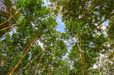 Tropikal doğa ormanlarındaki ağaçlara bakıyorum.