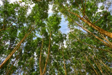 Tropikal doğa ormanlarındaki ağaçlara bakıyorum.