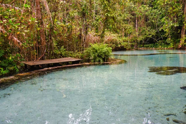 Bosque Cuenca Ban Nam Rat Surat Thani Tailandia Bosque Tropical — Foto de Stock