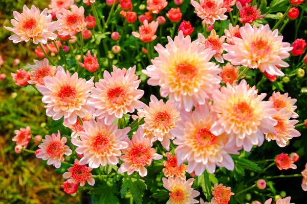 Chrysanthemum Flower Blooming Select Focus — Stock Photo, Image