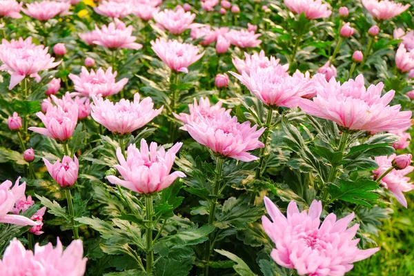 Chrysanthemum Flower Blooming Select Focus — Stock Photo, Image