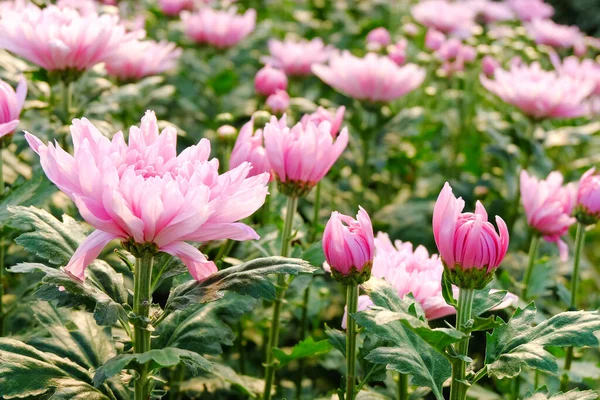 Chrysanthemum Flower Blooming Select Focus — Stock Photo, Image