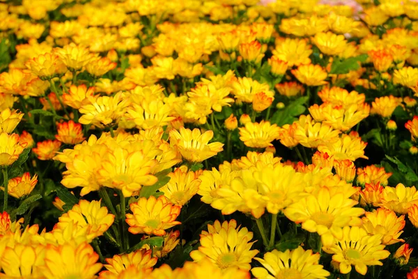 Chrysanthemum Flower Blooming Select Focus — Stock Photo, Image