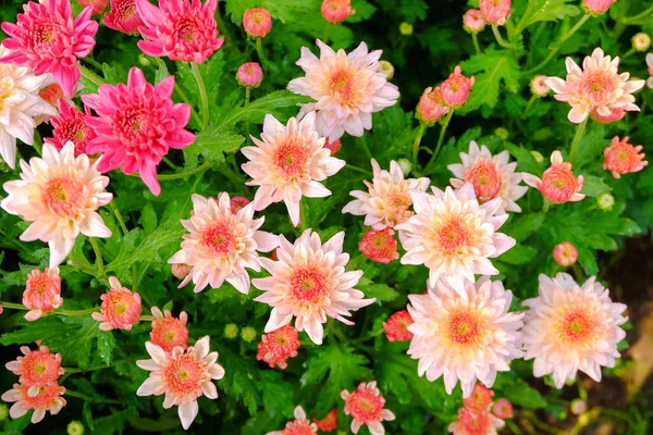 Chrysanthemum Flower Blooming Select Focus — Stock Photo, Image