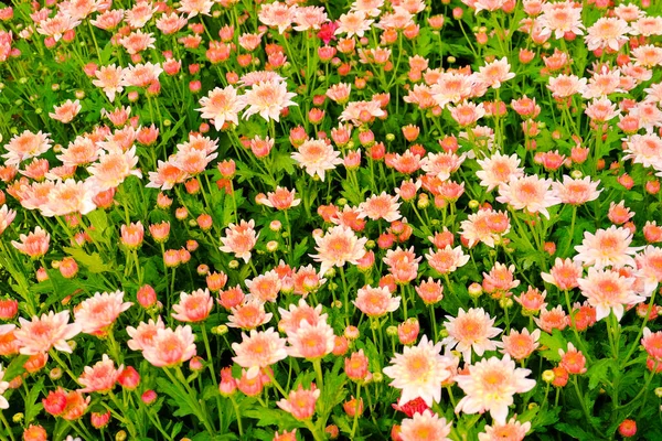 Chrysanthemum Flower Blooming Select Focus — Stock Photo, Image