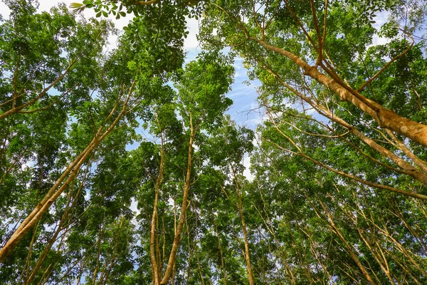 Tropikal doğa ormanlarındaki ağaçlara bakıyorum.