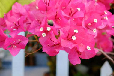 Bougainvillea çiçekleri, yumuşak odak