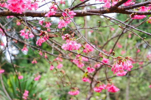 タイの美しいプルヌス セラソイド チェンマイの野生のヒマラヤの桜ピンクの花 — ストック写真