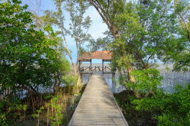 Mangrov ormanındaki tahta köprü.