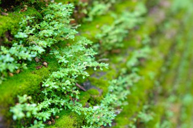 Kapalı yeşil yosun duvarda