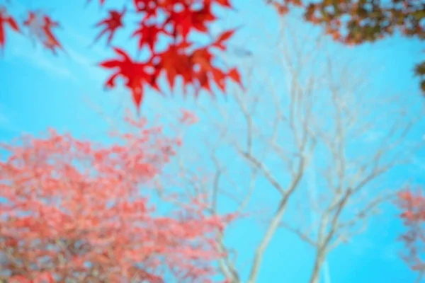 Bulanık Kırmızı Akçaağaç Arka Planı Renk Işleme — Stok fotoğraf