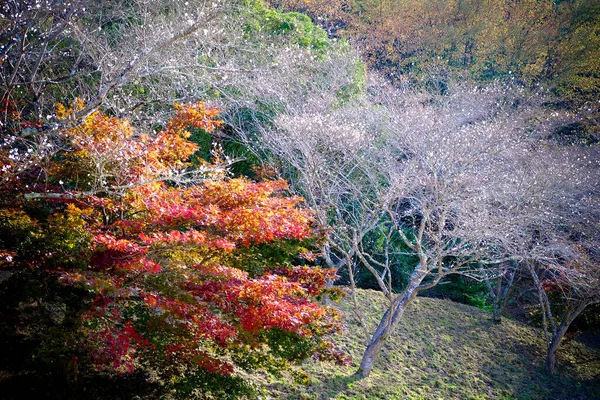Sonbahar Sezonunda Gökyüzü Japonya — Stok fotoğraf