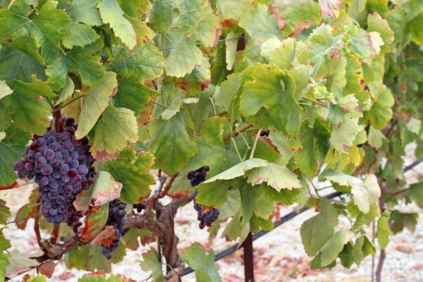 Uva Vermelha Videira Colheita Uvas — Fotografia de Stock