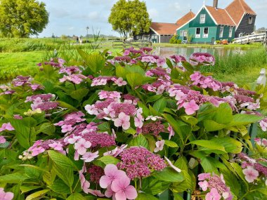fiori prato meraviglioso zaanse schans