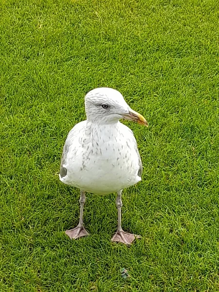 好奇心の強い孤独なカモメ — ストック写真