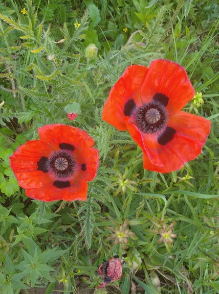 Two Red Bright Poppies Green Grass — Stock Photo, Image