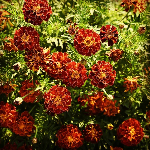 Blommande Ringblommor Trädgården — Stockfoto