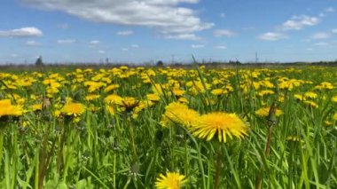Sarı karahindibalar tarlada