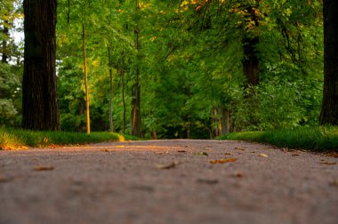 Sonbahar ormanında yol