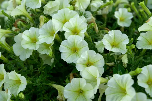 Bahçede beyaz çiçekler