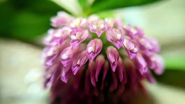 Крупним Планом Фіолетова Квітка — стокове фото