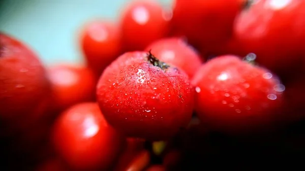 Primer Plano Una Grosella Roja — Foto de Stock