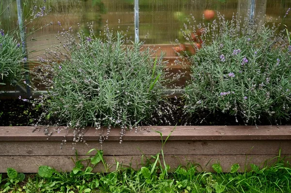 Lavandula Lavendel Garten — Stockfoto