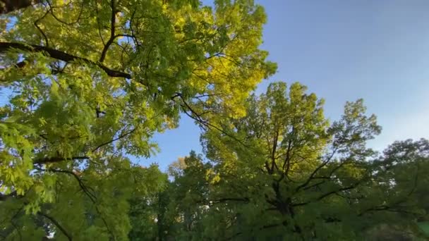 Gul Löv Träd Höstskogen — Stockvideo