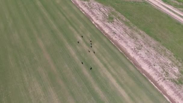 Polo match aerial drone view scene. — Stock Video