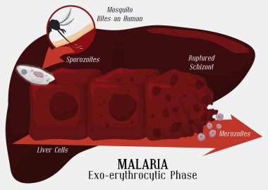Malarian Plasmodium Life Cycle: Liver Infection, Vector Illustration clipart