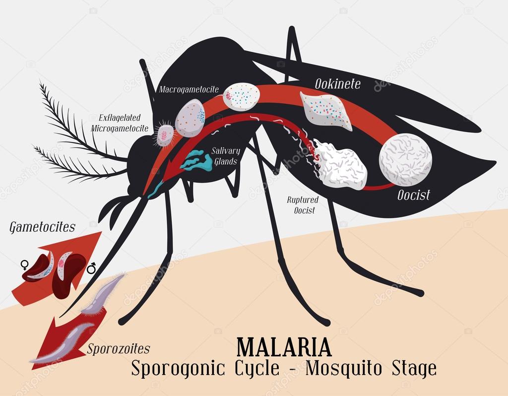 Ciclo de vida del plasmodium malárico: Infección por mosquitos