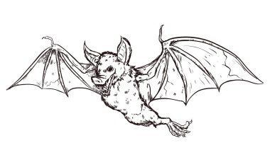 Vahşi ve korkunç vampir yarasa beyaz arka planda izole bir şekilde el ele uçuyor..