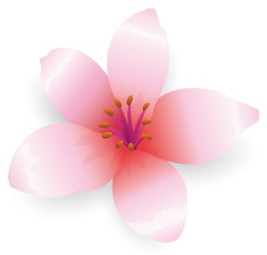 Japonya 'da' sakura 'olarak da adlandırılan güzel çiçekli kiraz ağacı beyaz arka planda izole edilmiştir.