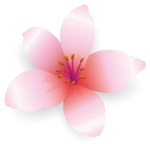 日本では桜とも呼ばれる美しい花を咲かせ 白地に孤立して咲かせます — ストックベクタ