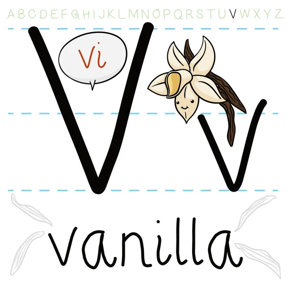 Hermosa Orquídea Vainilla Deliciosa Fruta Con Frijoles Lista Para Lección — Vector de stock