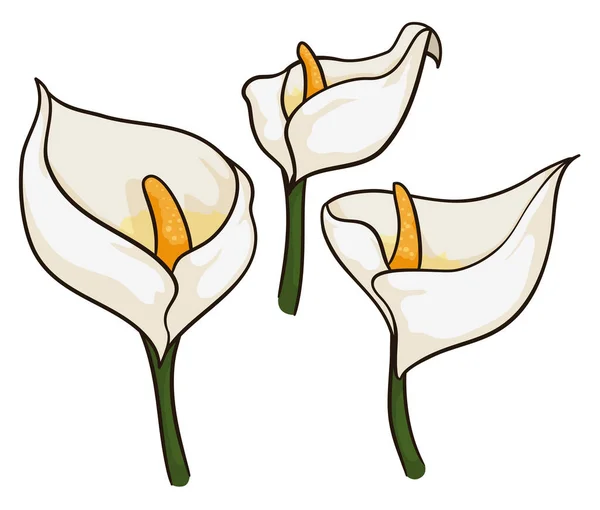 Set Floral Avec Trois Échantillons Fleurs Lys Calla Style Dessin — Image vectorielle