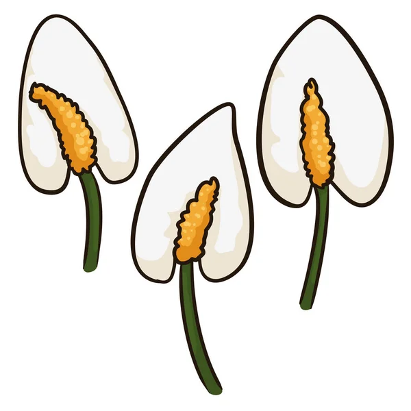 Ensemble Avec Trois Échantillons Isolés Fleurs Anthurium Blanc Dans Style — Image vectorielle