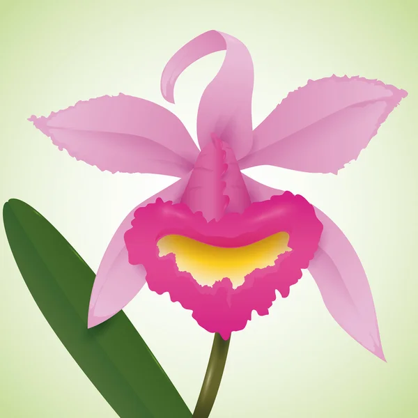 Розовая орхидея на зеленом фоне, векторная иллюстрация — стоковый вектор
