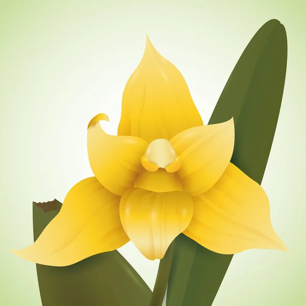 Yeşil arka plan, vektör çizim sarı orkide — Stok Vektör