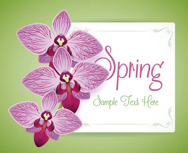 Three Beauty Purple Orchids over a Seasonal Card, Vector Illustration — 스톡 벡터