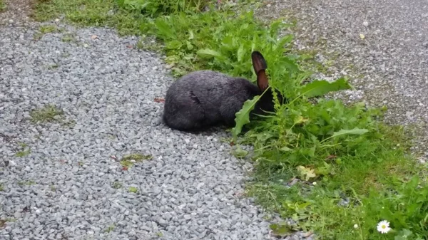 Kaninchen Auf Der Straße — Stockfoto