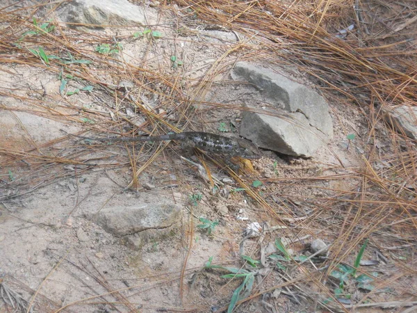 Kameleon Vermengt Zich Met Grond — Stockfoto