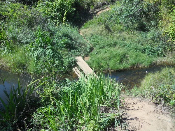 Plank Bridge Stream Madagascar — Stock fotografie