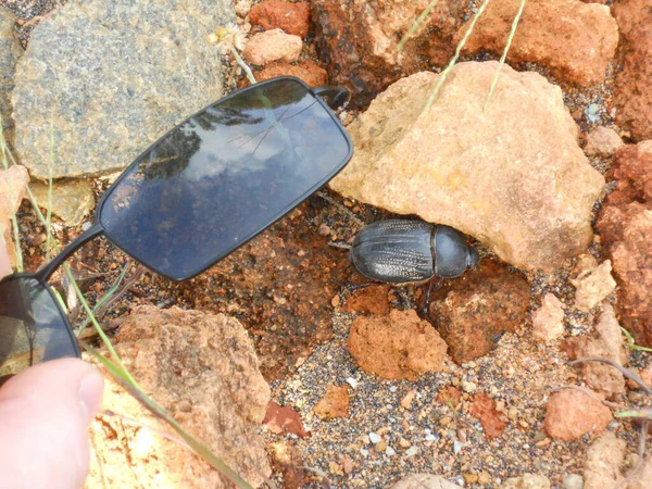 Grote Kever Grond Madagaskar Glazen Schaal — Stockfoto