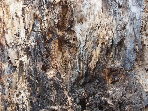 termite damage old rotten tree