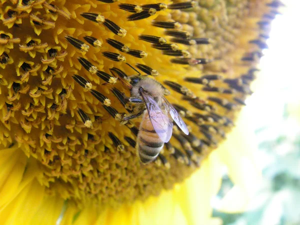 Bee on the sunflower — Stock Photo, Image