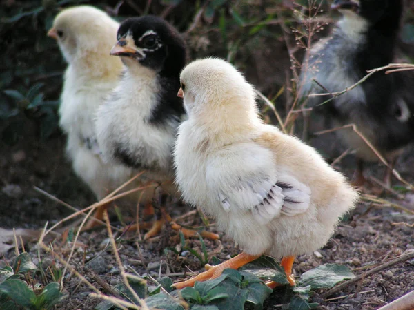 Grupo de frango pequeno — Fotografia de Stock