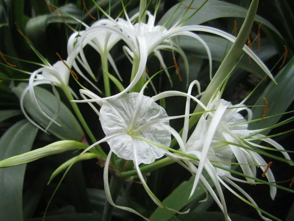 Hymenocallis speciosa flower — Stock Photo, Image